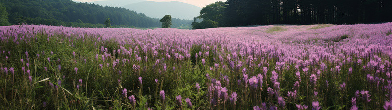 野花背景背景图片_一片紫色花朵的田野，背景是一片森林