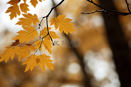 楓葉背景图片_秋天的落葉