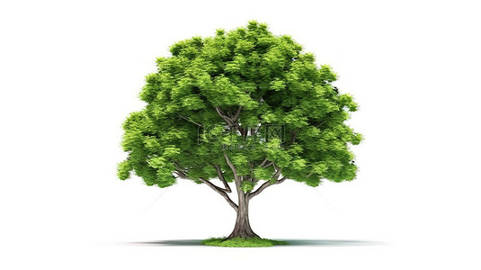 抹茶绿树背景图片_钱叶植物白色背景上绿树图形设计元素的 3D 插图