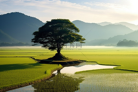 韩国圆背景图片_一棵树矗立在美丽的稻田中央