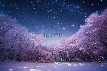 夜晚有星星的雪覆盖的森林