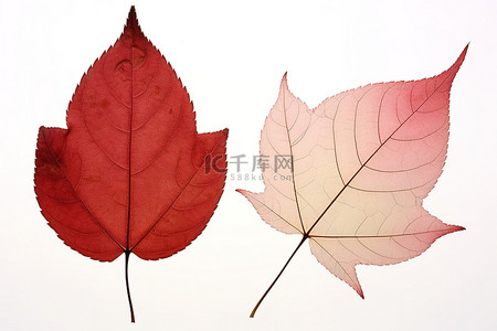 两片有红色条纹的叶子放在一边