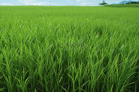 片绿色背景图片_一片绿色的田野，草很高