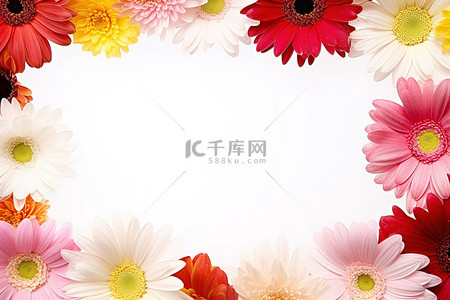 免费框架背景图片_美丽的红色和粉色非洲菊雏菊花框，免费照片卡