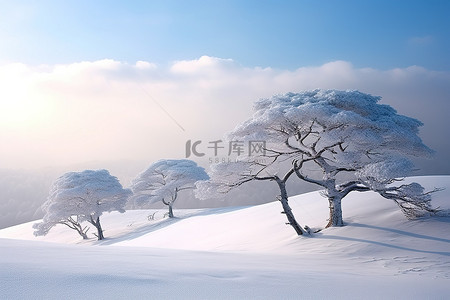 积雪覆盖的山上的一群树