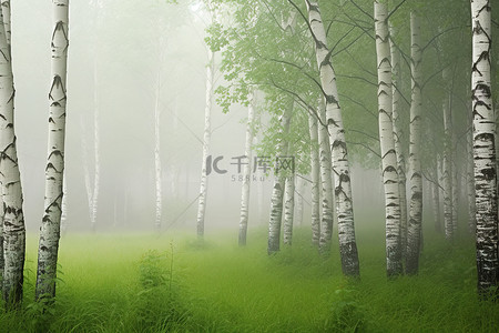 雾气和云彩覆盖的白桦林