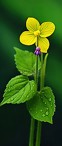 黄色背景花朵背景图片_绿色背景上的紫色叶子中长出黄色的花朵