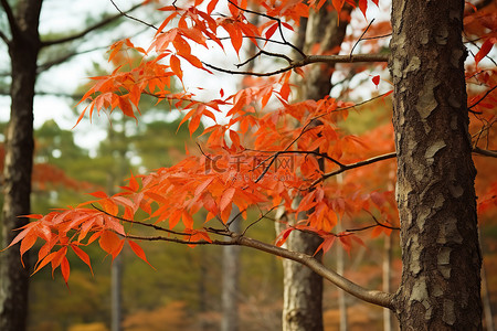 森林里一棵有橙色叶子的树