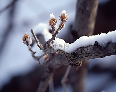 有有背景图片_一根被雪覆盖的树枝，上面有一些芽