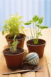 小土盆和一个装有植物的小容器