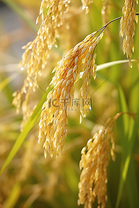 水稻生长了很长时间，结出了好米