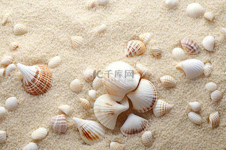 白色的沙滩上有大量的贝壳
