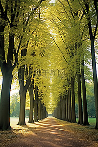 小路背景图片_绿树成荫的小路两旁都是树叶