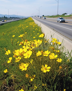 高速公路边生长着黄色的野花