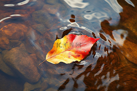 漂浮在水中的一片叶子