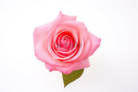 白色背景上的一朵粉红玫瑰