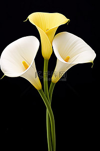 白色花背景图片_两朵心形的马蹄莲