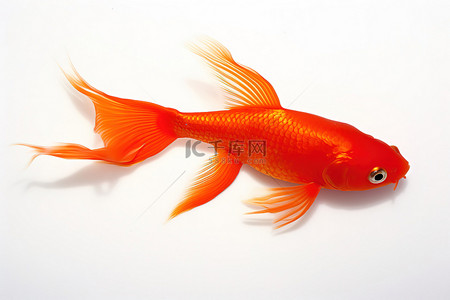 白色表面上的橙色鲶鱼