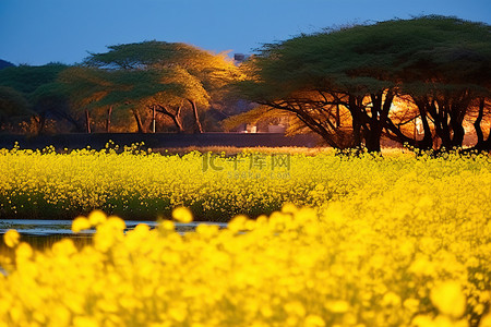 旅行黄色背景图片_秋天田野边缘的黄色花朵