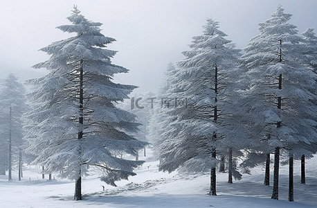 雪中​​的松树被雪覆盖