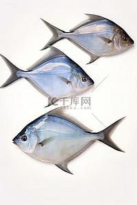 贝类背景图片_白色背景中的四条灰色和蓝色鱼