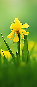 春天草地上的黄花照片权利版税代码