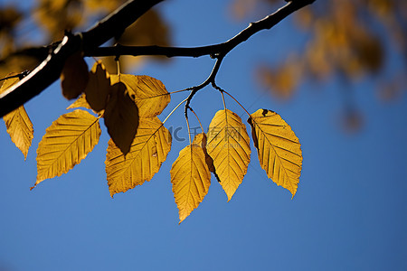 秋天背景图片_秋天的树叶挂在树枝上