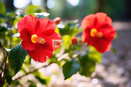 两朵红花在叶子和地面上的阳光下开花