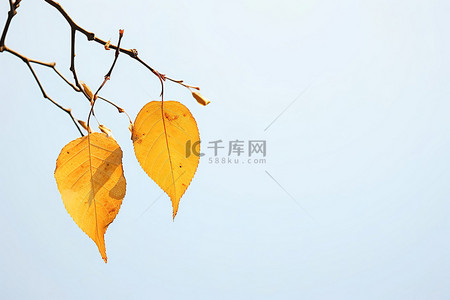 英迪娅埃斯利背景图片_秋天的叶子 照片丹尼尔埃克尔斯