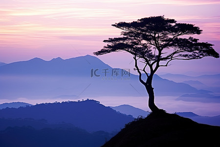 山顶上一棵孤独的树，在剪影中俯瞰着大海