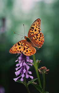 背景为绿色植物的花朵上的一只棕色蝴蝶