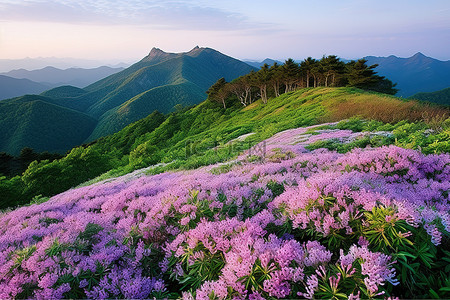 背景韩国背景图片_韩国华州溪谷的最高峰