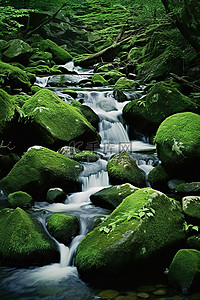 溪流背景图片_森林中遍布岩石的绿色溪流