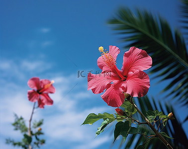 芙蓉花盛开，背景是棕榈树