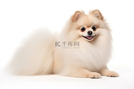 狗博美犬博美犬白色背景，白色长毛，有黑色斑点