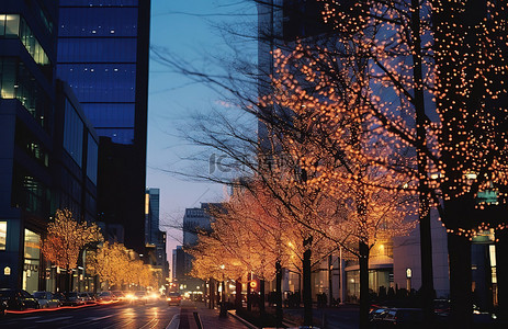 黄昏的城市灯光和街道上高楼前的白树