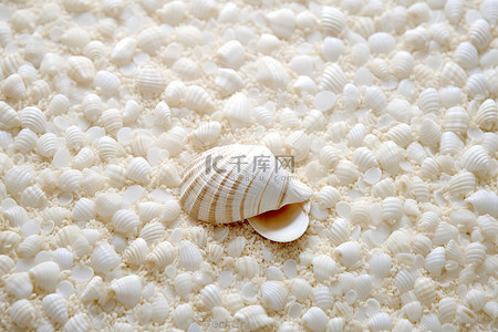 美术美术背景图片_白色蓬松贝壳照片海滩美术印刷品上的贝壳