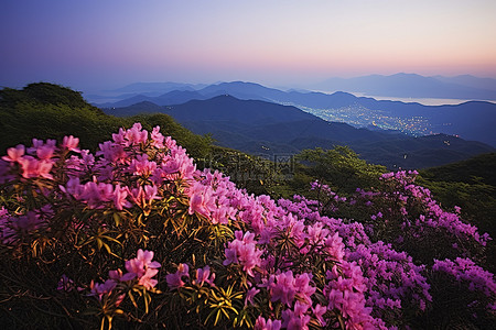 杜鹃花在韩国的夜空中绽放