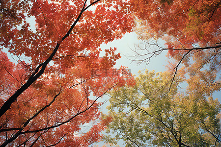 树冠背景图片_树冠上有五颜六色的叶子和一些云彩