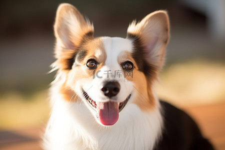微笑背景图片_一只黑白相间的宠物狗对着镜头微笑