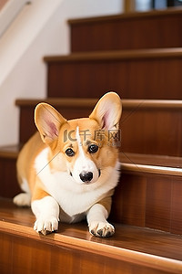小狗小狗背景图片_柯基犬躺在木楼梯上