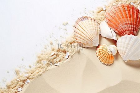 沙滩贝壳背景图片_海贝壳坐在白色的沙滩上