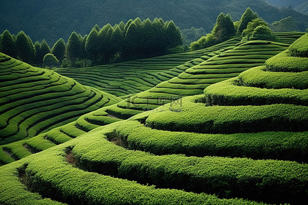 天地形成背景图片_茶树在山腰上形成圆形行