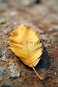 地上有一片叶子躺在地上
