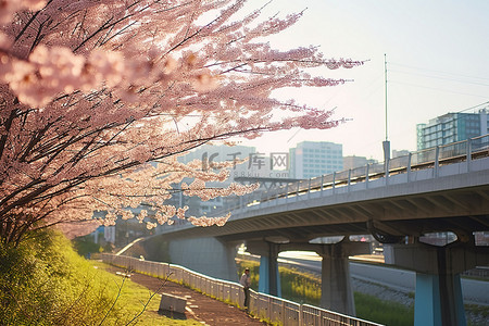 一座城市附近樱花花瓣下的桥