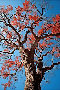蓝天森林背景图片_日本长井山公园蓝天的树