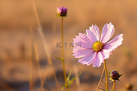 自然宇宙背景图片_一朵粉红色的花矗立在棕色的田野前