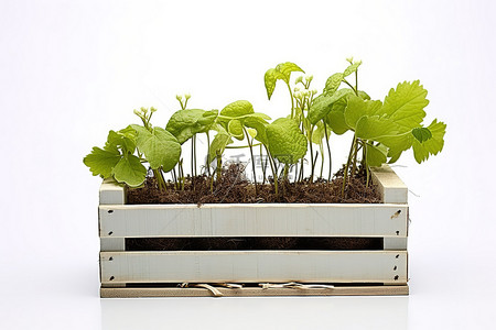 盆栽发芽背景图片_酒篮和板条箱里的植物