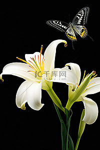 白百合百合背景图片_一只蝴蝶在白百合和其他花上飞行