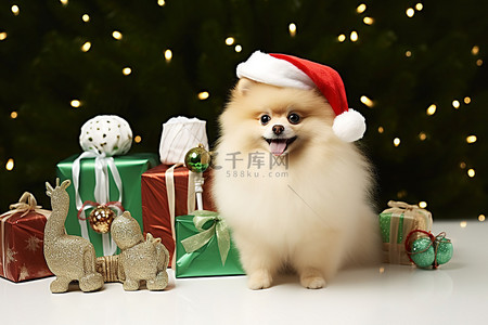博美犬背景节日圣诞袜